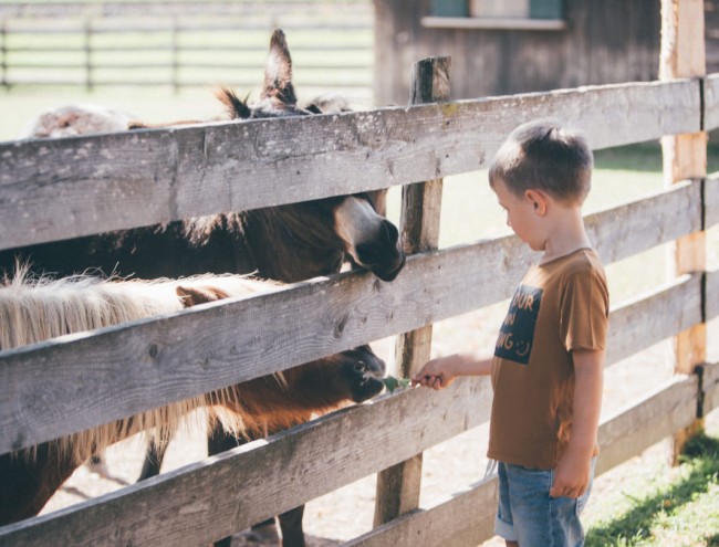 Bub bei unseren Eseln © Lorenz Masser Fotografie