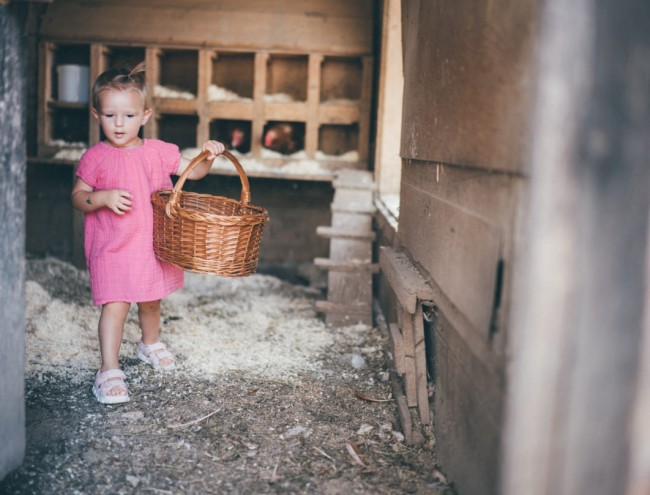 Mädchen sammelt Eier im Hühnerstall des Obersulzbergguts in Salzburg © Lorenz Masser Fotografie