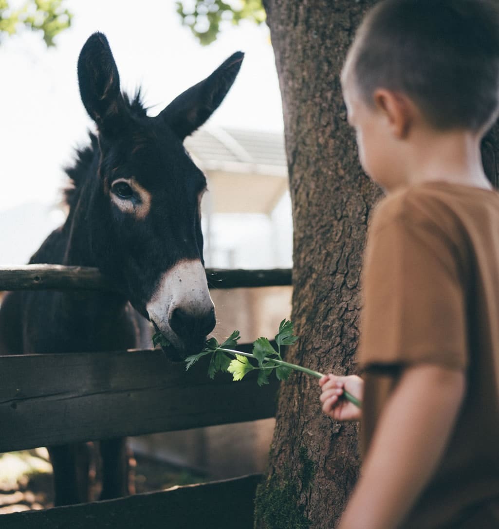 Lots of animals to pet © Lorenz Masser Photography