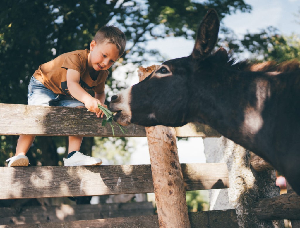 Boy feeds donkey at Obersulzberggut © Lorenz Masser Photography